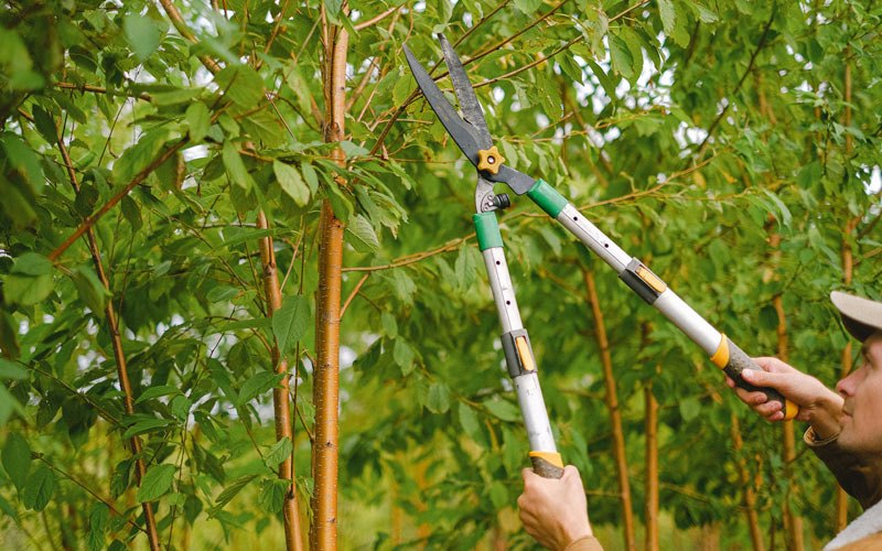 Tree trimming in Grand Rivers, KY